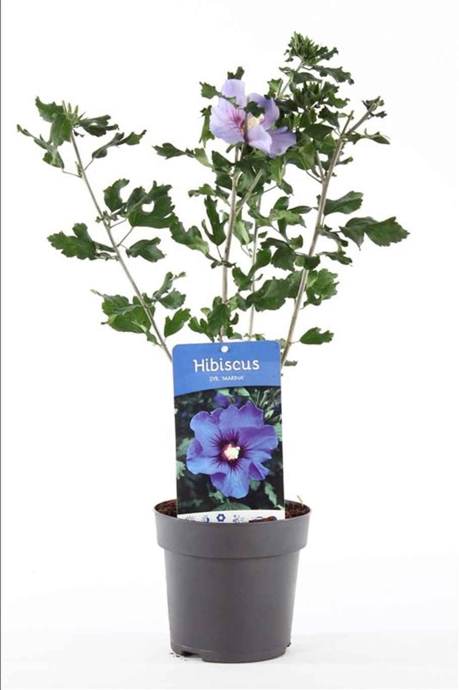 Hibiscus syr. 'Marina' - C1,5